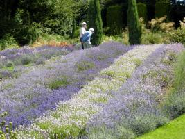 Viewing the Lavendar